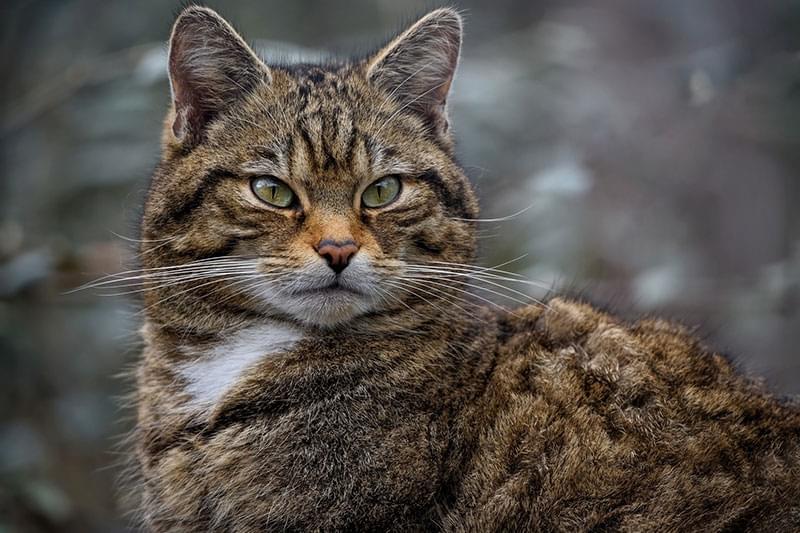 The Scottish Wildcat A Majestic Yet Endangered British Icon