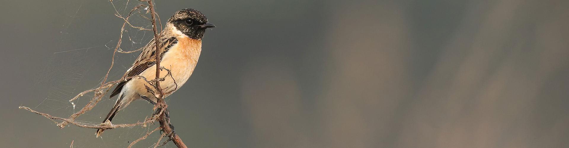 Birdwatching in the UK, Year-round birding spots, UK bird species, Birdwatching tips and techniques