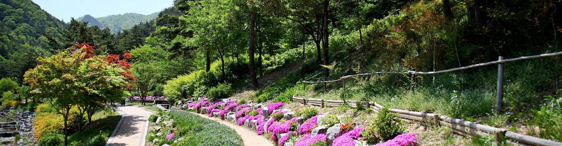 British woodland gardens, Woodland garden beauty, Top woodland garden destinations, Exploring British gardens