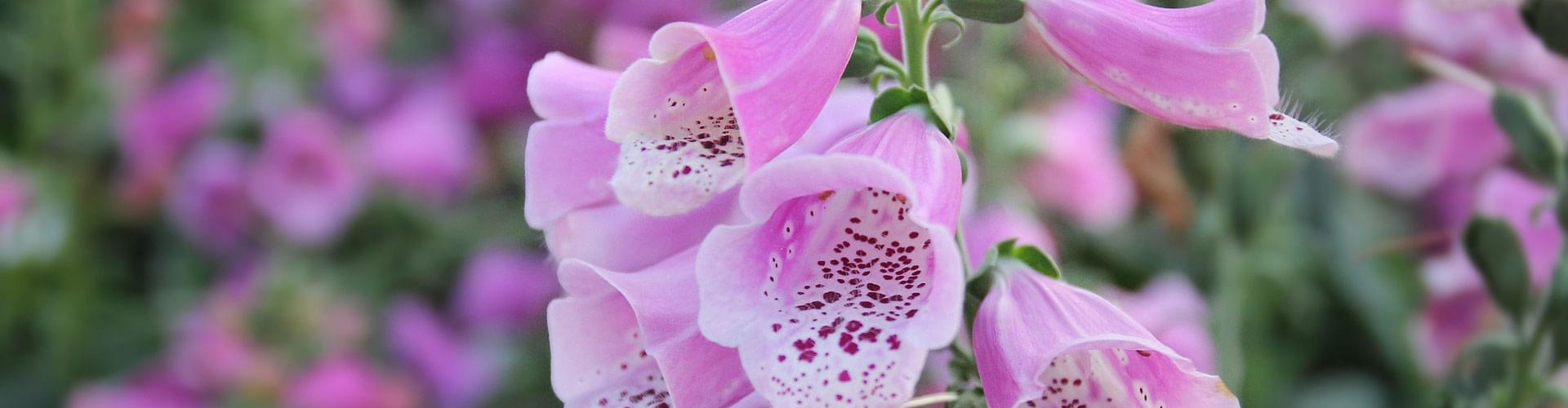 Vibrant garden plants, Colorful landscaping ideas, Must-have garden flowers, Lush garden foliage suggestions
