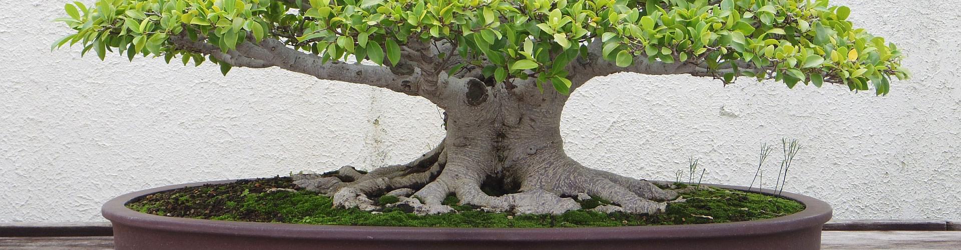 Bonsai cultivation techniques, Miniature tree artistry, Bonsai history and inspiration, Mastering the art of bonsai