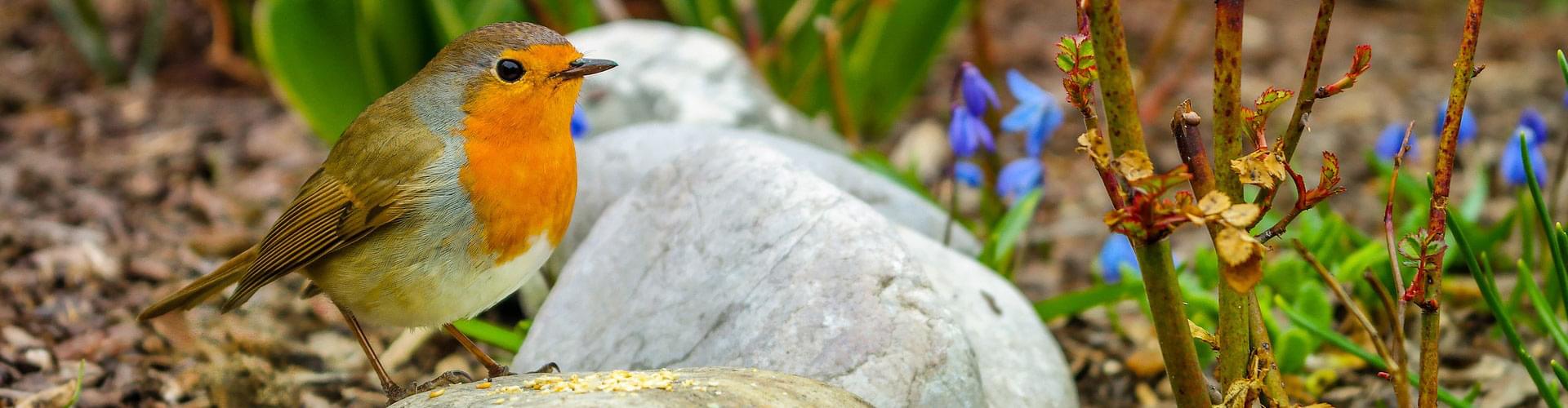 Wildlife-friendly garden design, Native wood species for gardens, Creating habitat niches with wood, Wooden features for biodiversity