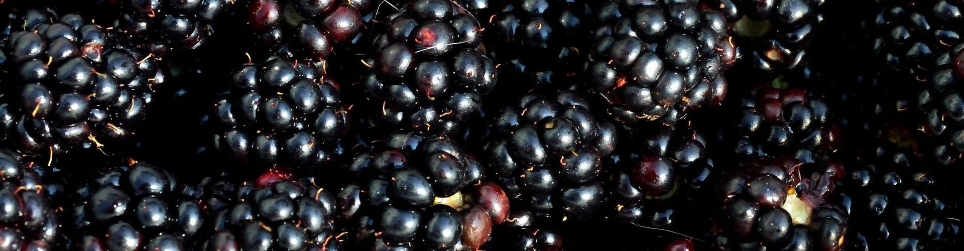 Edible plants UK, Wild food foraging, Foraging safety tips, Wild ingredient recipes