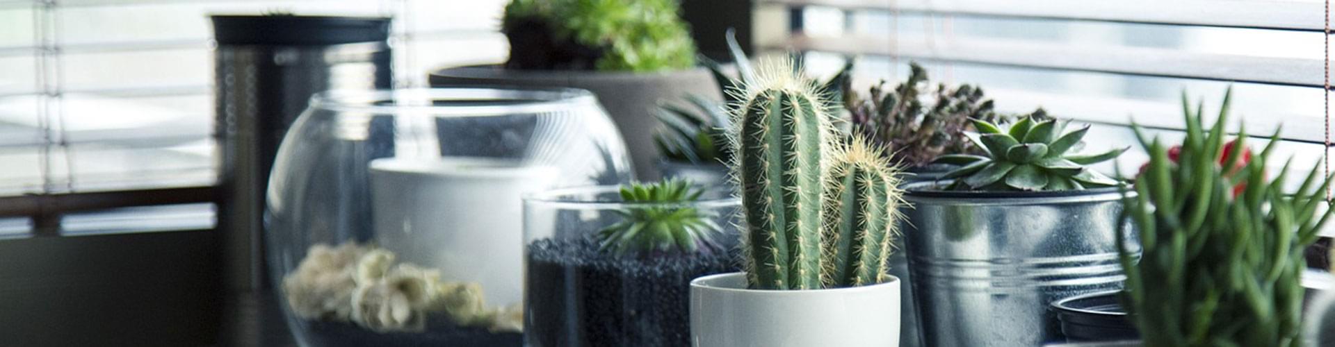 Indoor gardening ideas, DIY indoor plant projects, Benefits of indoor plants, Urban indoor gardening