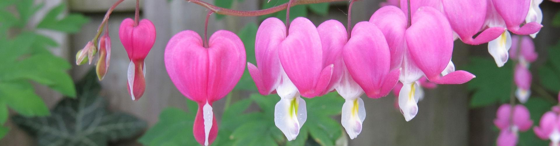 Planting perennial gardens, Low-maintenance gardening, Year-round garden blooms, Sustainable garden design