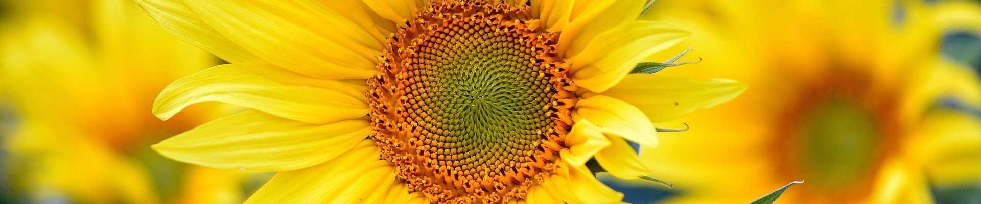 Native plant landscaping UK, Benefits of local flora in gardens, Sustainable gardening with native plants, UK native plants for wildlife gardens