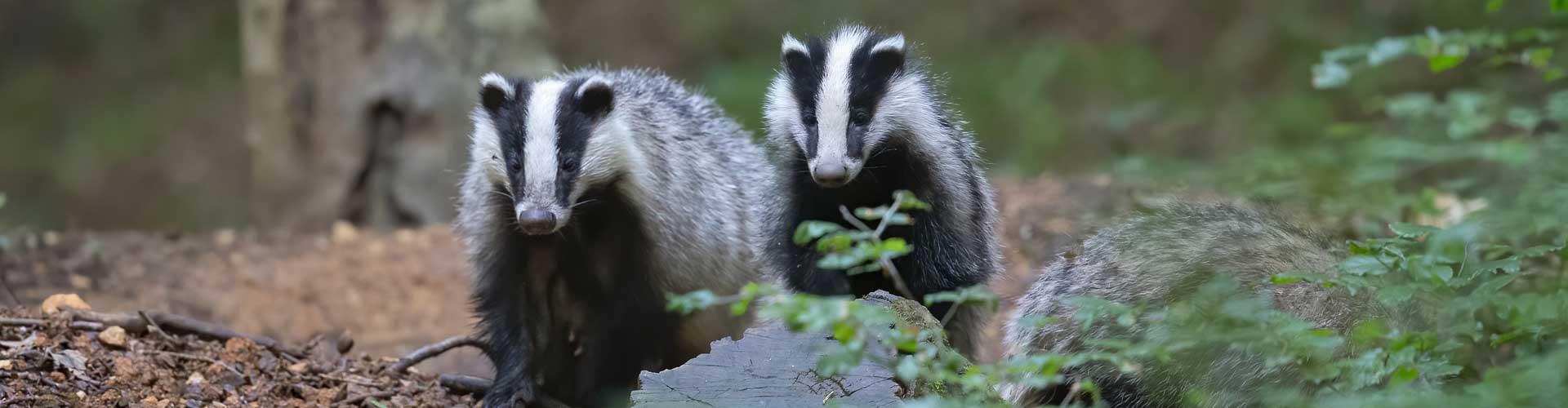 Wildlife Conservation in the UK: Getting Involved