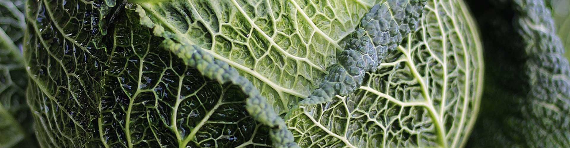 Garden-to-Table: Growing Your Own Food and Herbs