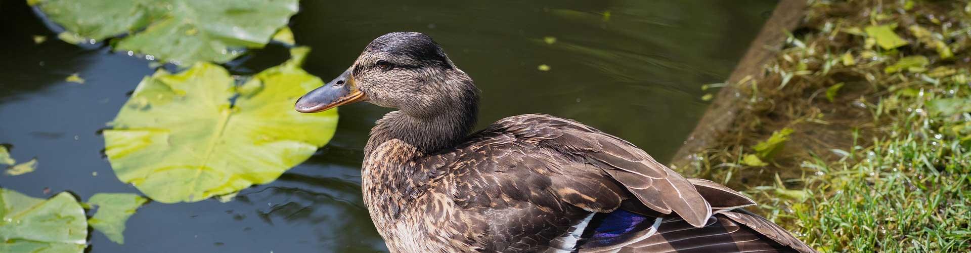 Garden Ponds and Aquascapes: A World of Water Wonders