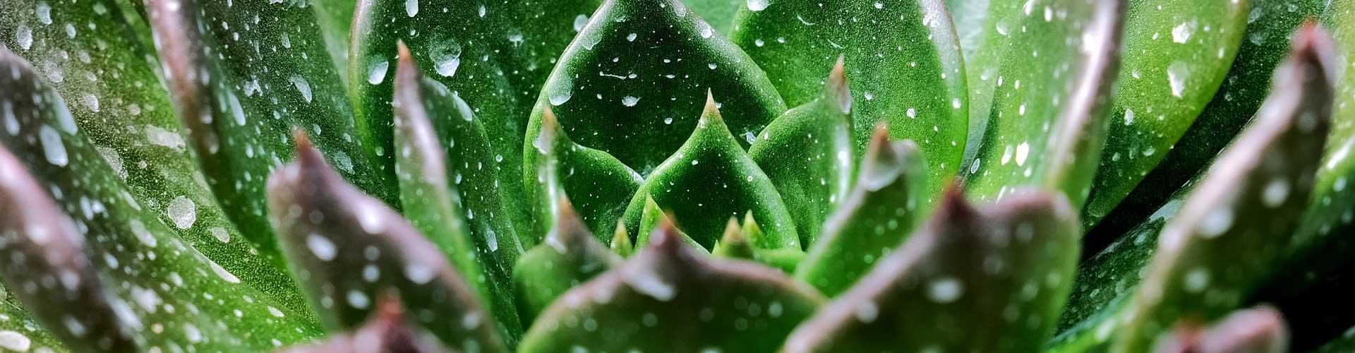 Succulent Gardens: Drought-Tolerant Beauty for All Climates