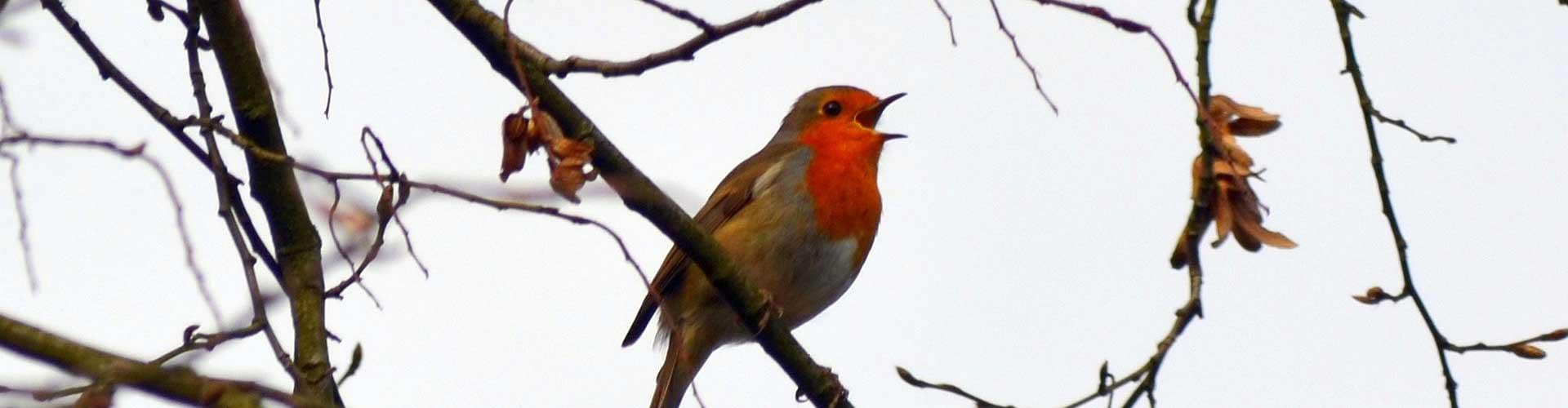 Nature's Symphony: The Beauty of Birdsong in the UK Countryside
