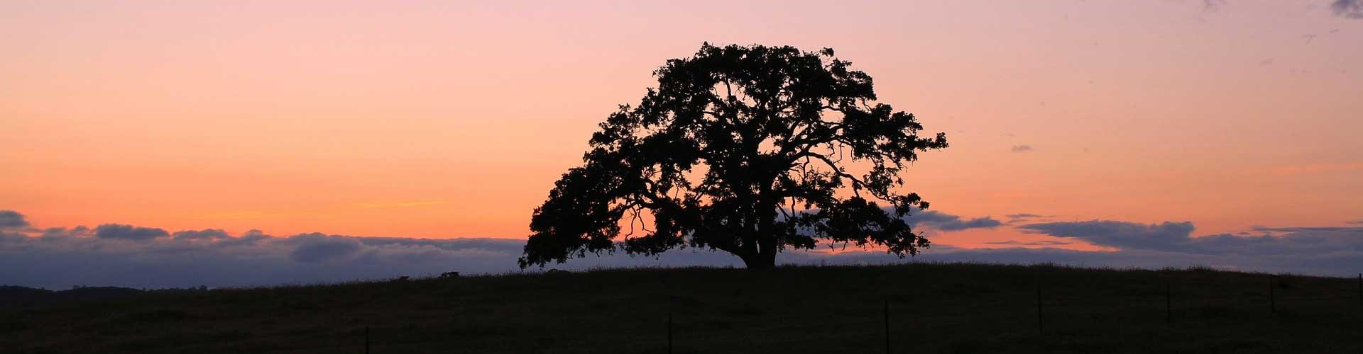 Heritage Trees of the UK: Exploring Ancient Giants | A Natural Legacy