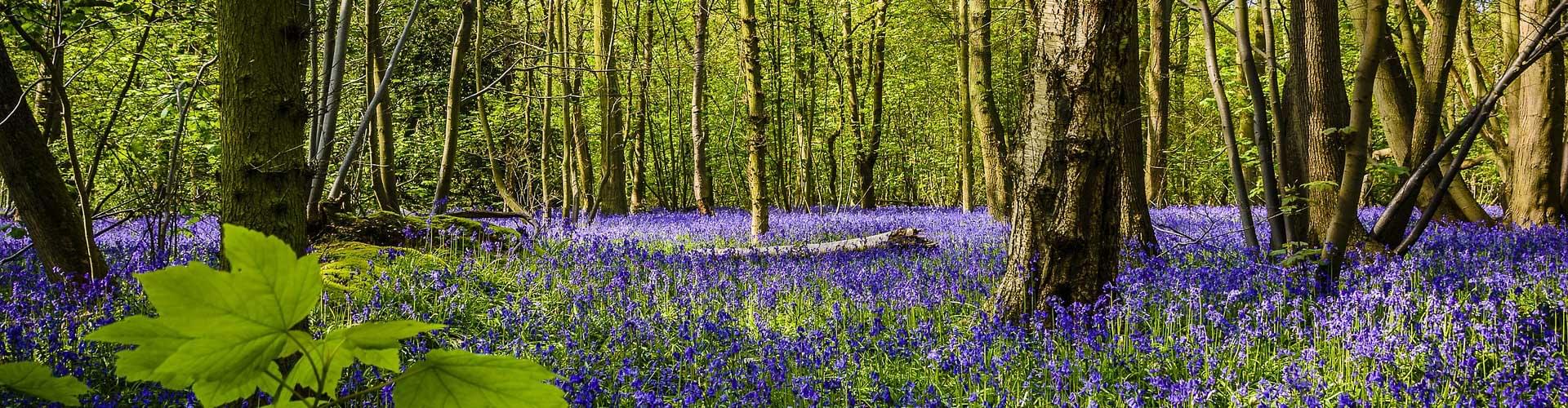 The Beauty of Bluebells: Discover UK's Springtime Flower Spectacle
