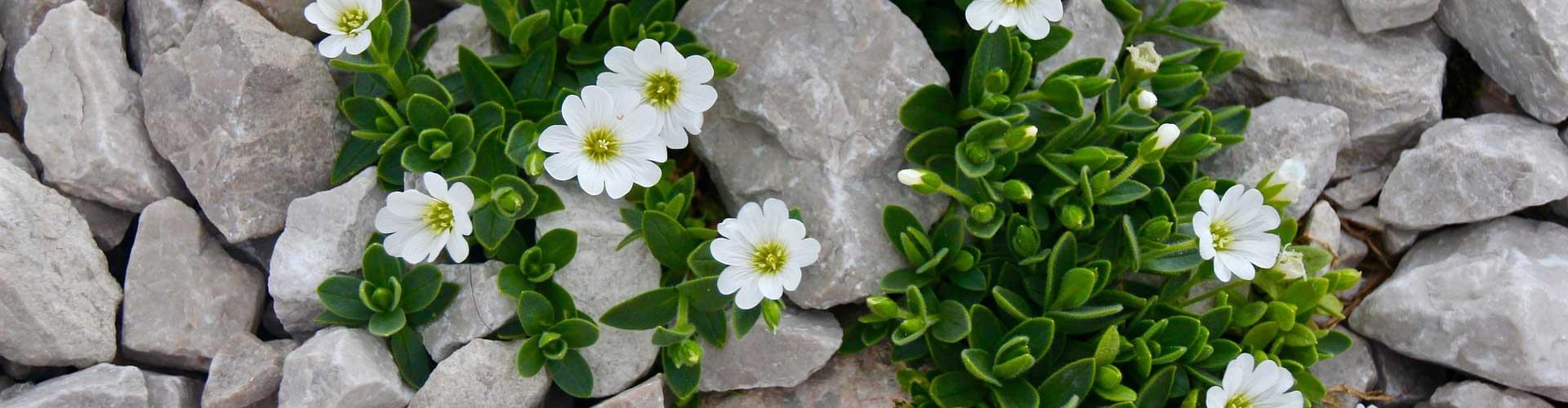 Designing a Rock Garden: Tips for a Stunning UK Landscape Feature