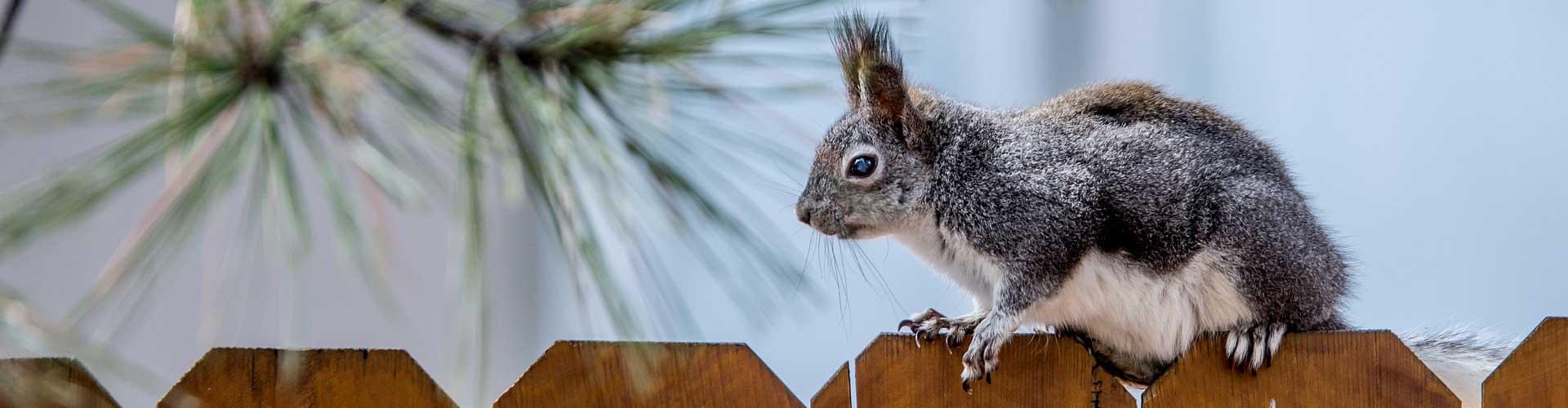 Garden Fence Height UK: Legal Limits, Rules & Planning Permission