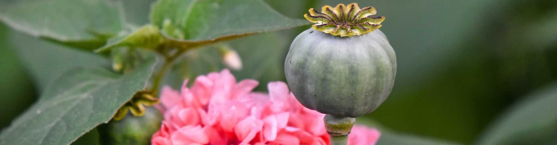 Heirloom seeds UK, Gardening with heirloom plants, Historic seed varieties, Preserving seed biodiversity