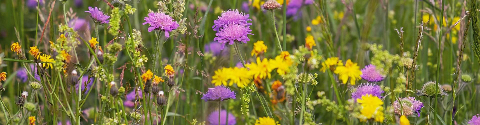 UK wildflower walks, Best wildflower trails, Seasonal blossoms in Britain, Wildflower meadows UK