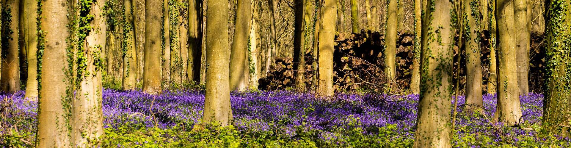 UK enchanted woodlands, fairy tale forests UK, magical British forests, ancient UK woodlands