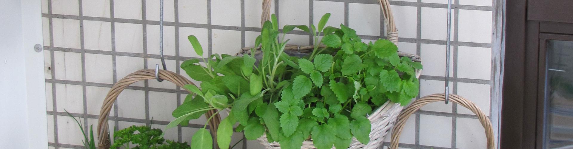 vertical herb gardens, grow herbs in small spaces, fresh herbs at home, balcony herb gardening