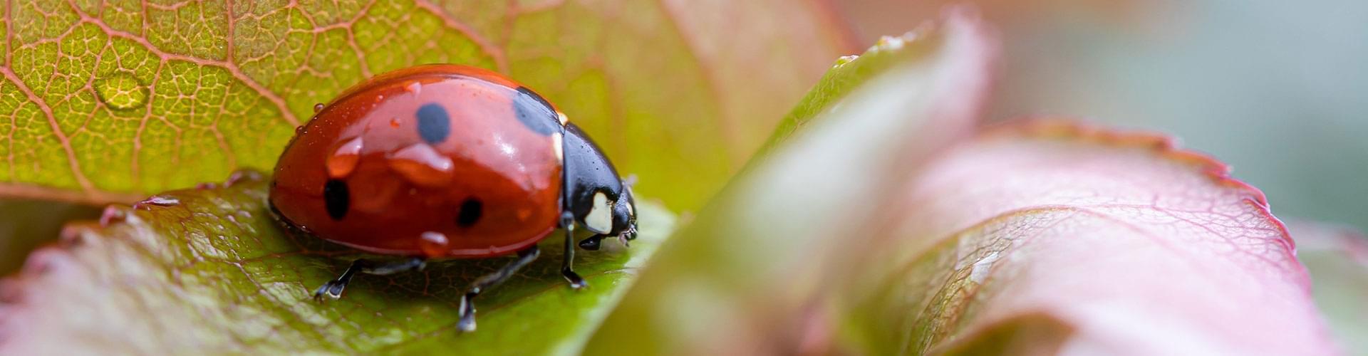 beneficial garden insects, natural pest control bugs , insects that help gardens, garden pest control tips  