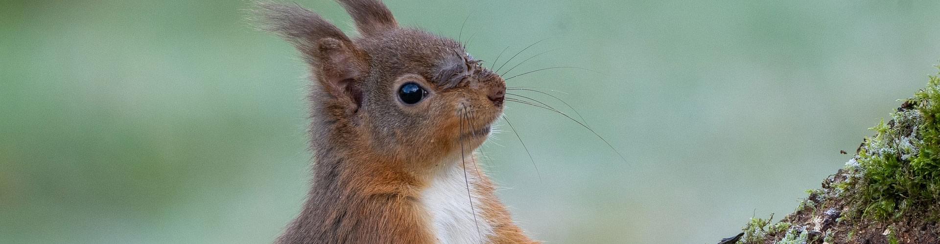 UK wildlife climate change, climate impact on animals UK, changing British ecosystems, UK nature and climate crisis