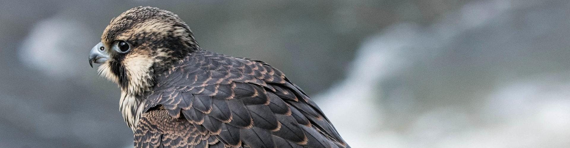 UK birds of prey, raptor watching UK, red kite sightings, peregrine falcons Britain
