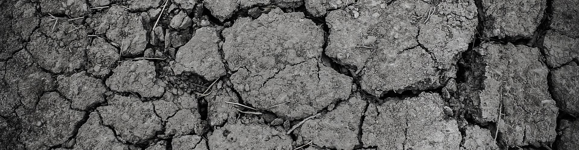 drought-resistant landscaping, low water garden UK, UK dry garden plants, water-wise garden ideas