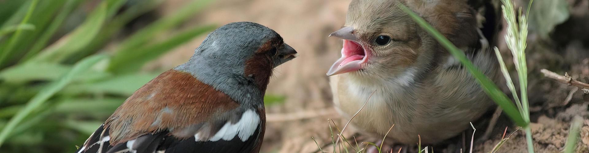 gardening for wildlife, wildlife friendly garden, how to attract animals UK, garden projects for nature