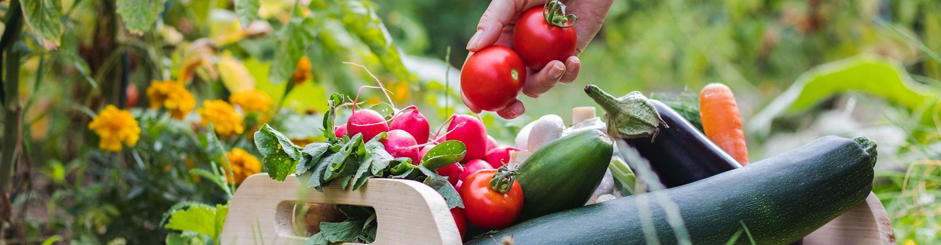 organic gardening benefits, grow organic vegetables, sustainable garden practices, healthy gardening methods