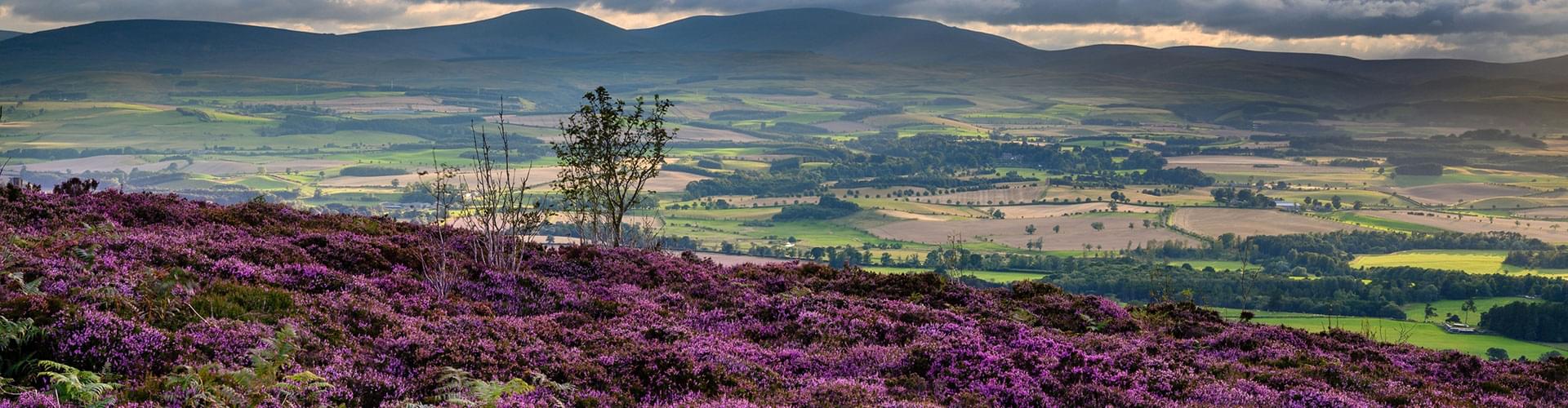 UK moorland walks, heather hills hiking, exploring UK moorlands, moorland wildlife trails