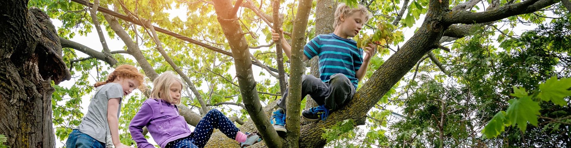 Tree climbing adventures UK, UK outdoor adventure activitie, 
Family treetop experiences, Best tree climbing spots UK