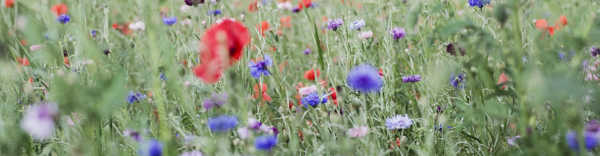 Wild flowers in the UK